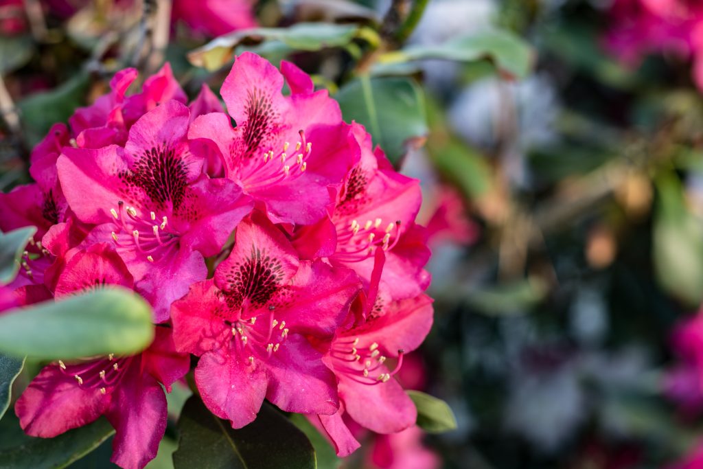 Pink Azalea