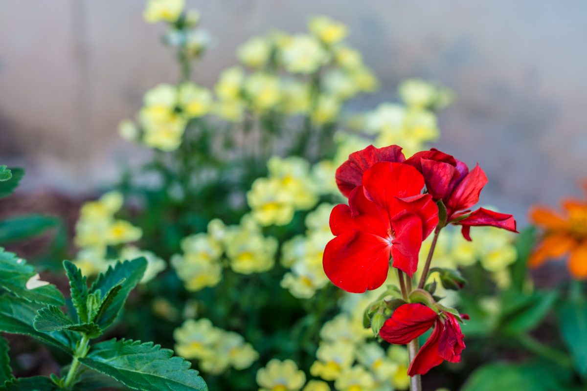 Red On Yellow Flowers