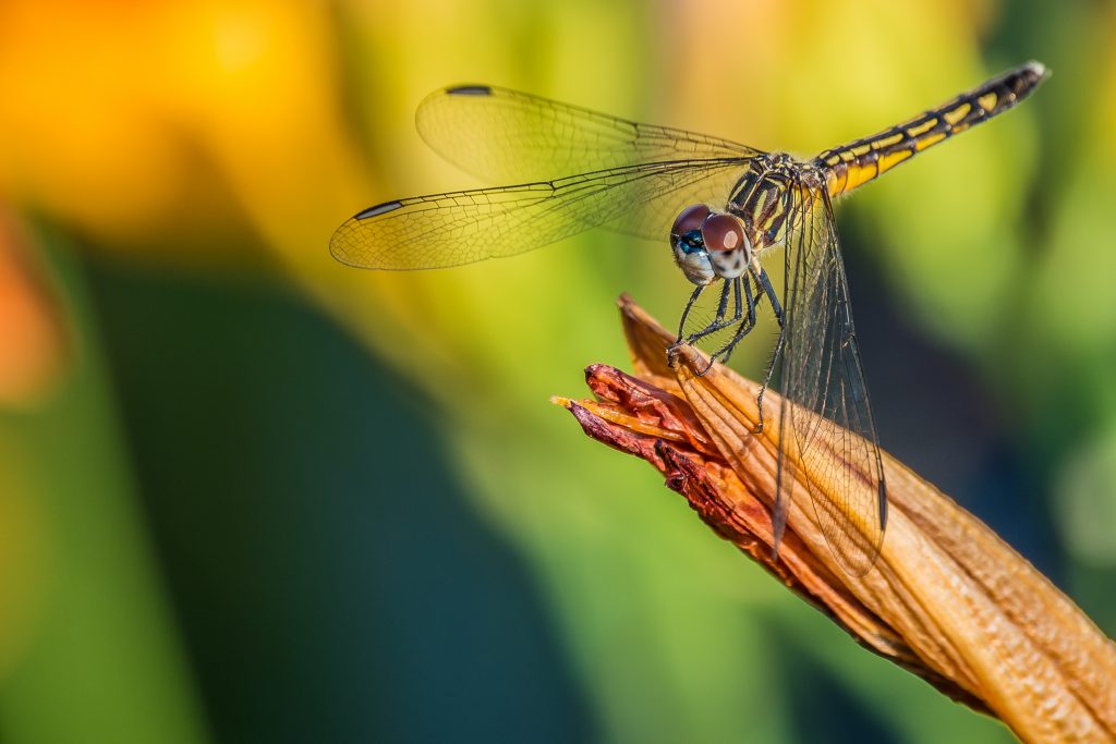 Dragonfly