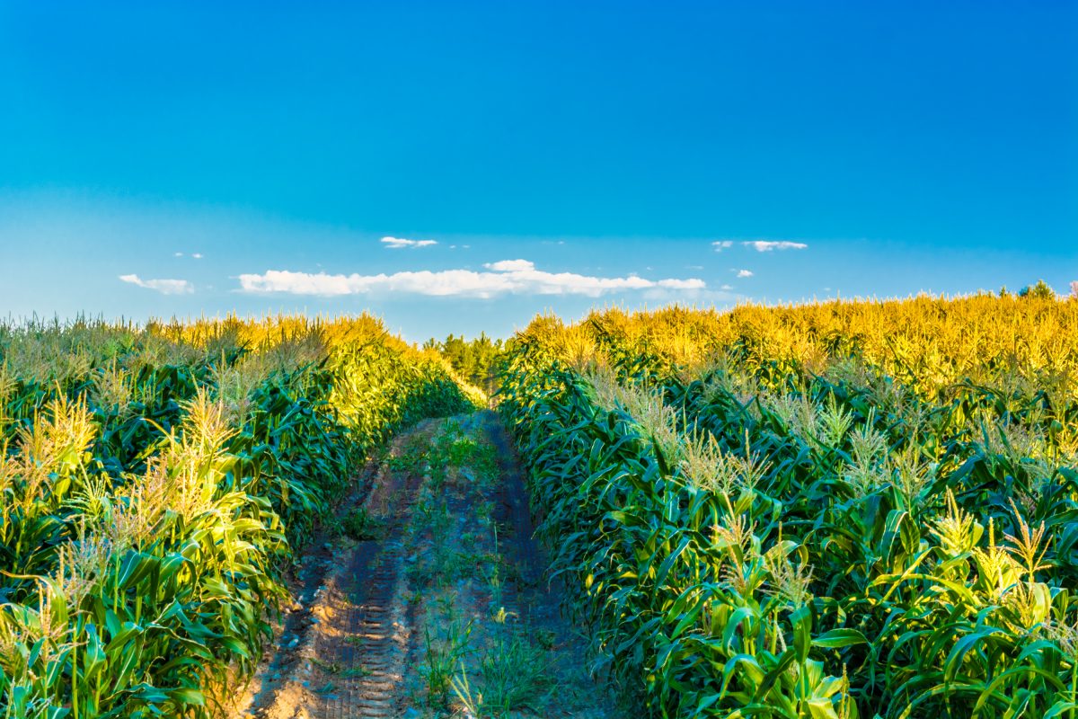 Field Of Seeds