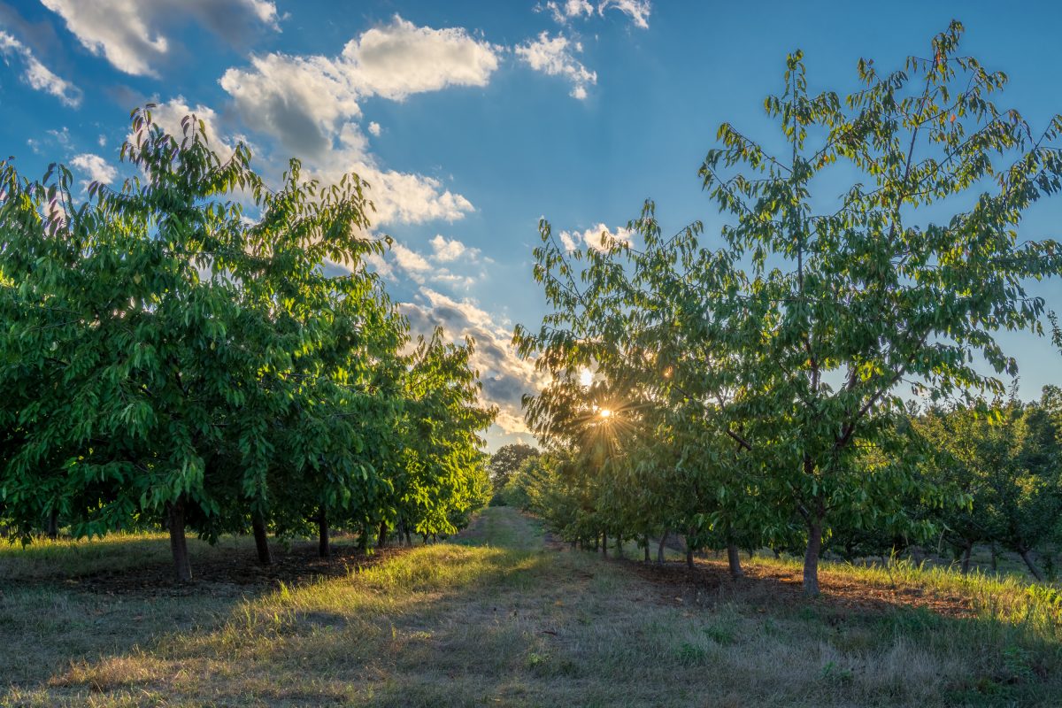 Orchard At Sunset