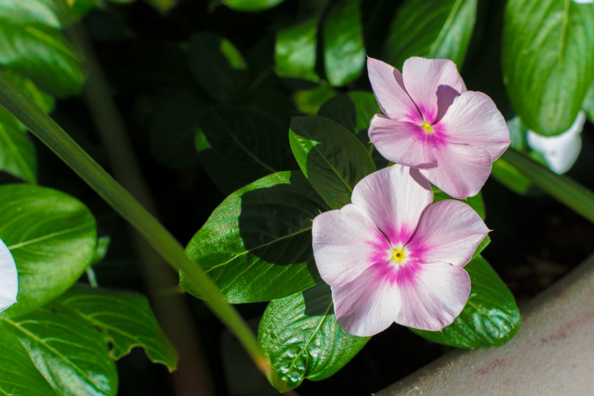 Pink Flowers At Sunrise