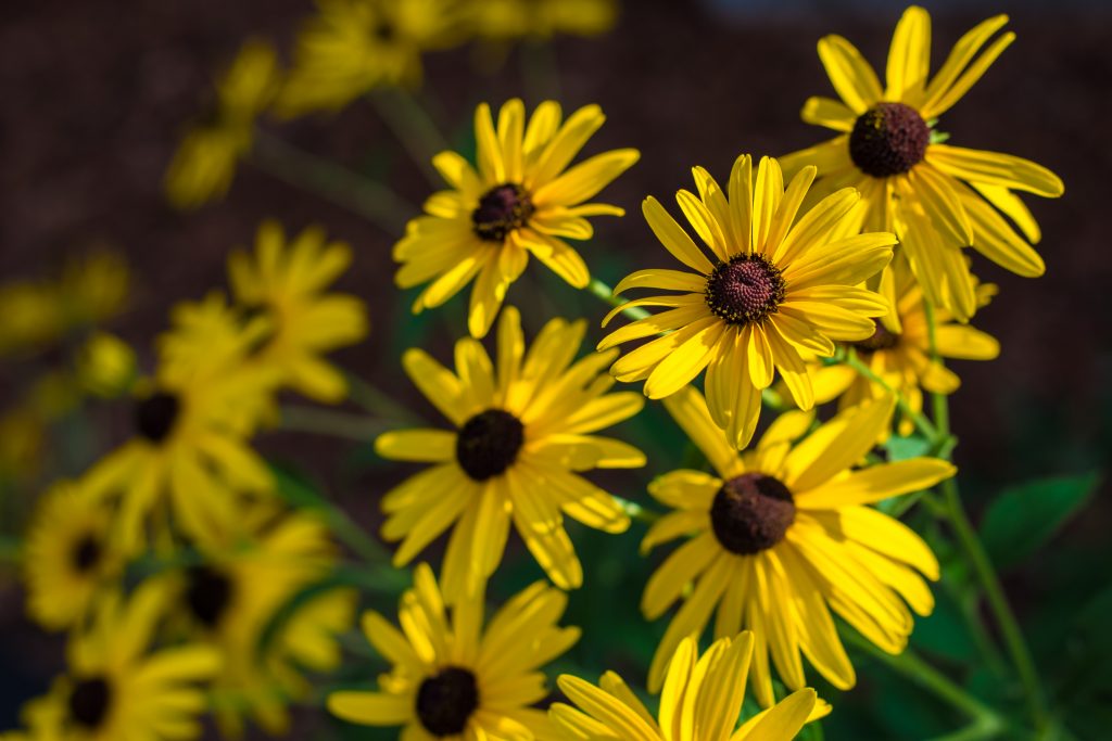 Yellow Daisies