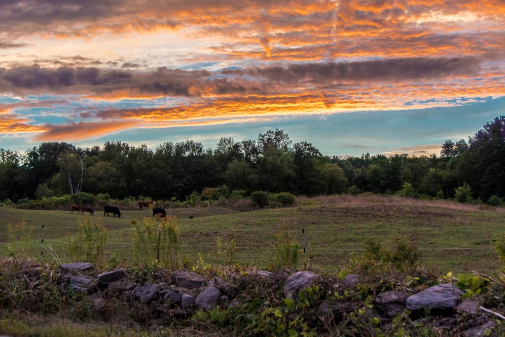 Pasture Sunset