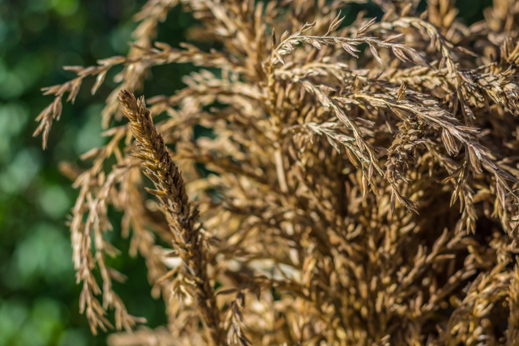 Cornstalk