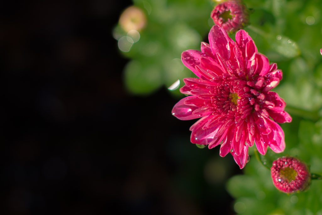 Dew Covered Mum