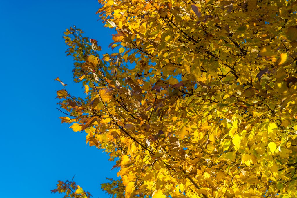 Yellow Leaves