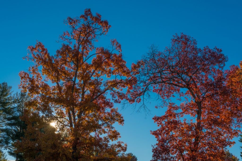 Trees at Sunrise