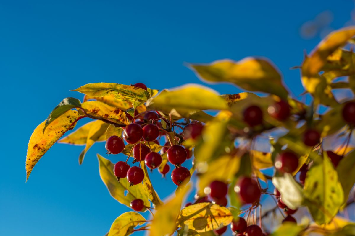 Berries In The Sun