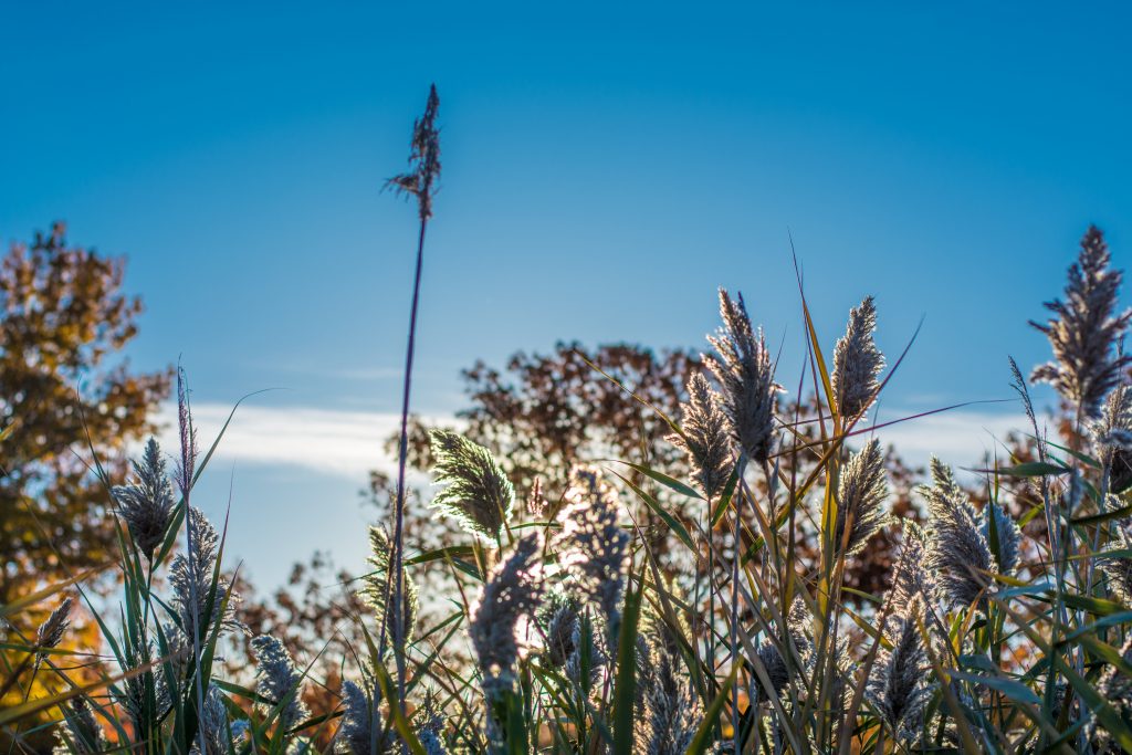 Cat tails at sunrise